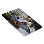 美しく印象的なウッドダックフロリダ写真 マグネット (右側)