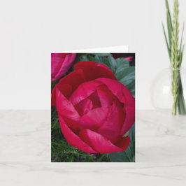 美しく咲く赤い牡丹 ノートカード