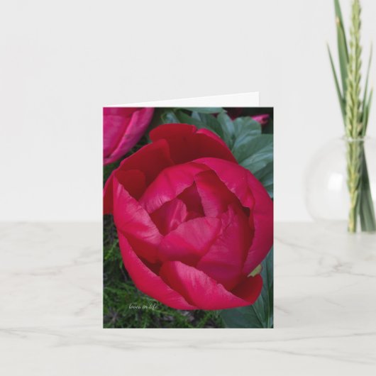 美しく咲く赤い牡丹 ノートカード (正面)