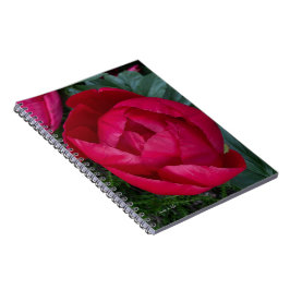 美しく咲く赤い牡丹 ノートブック