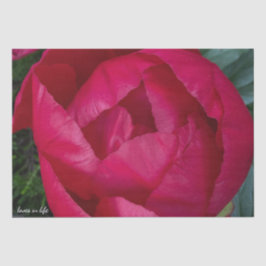 美しく咲く赤い牡丹 薄葉紙