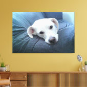 美しく平和な白犬の顔 キャンバスプリント (インサイチュ (リビング))