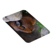 美しく滑らかな金ゴールドアグイギニアピグ マグネット (右側)