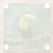 美しく熱帯カラフルのトゥーカンの鳥 ガラスコースター (裏面)