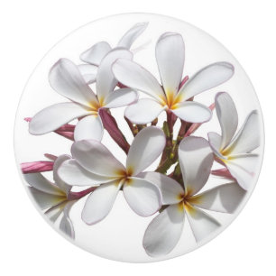 美しく白いプルメリアまたはFrangipaniの花 セラミックノブ