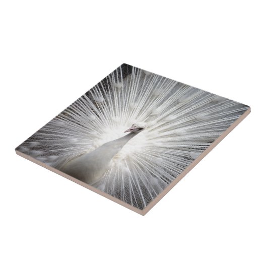 美しく白い孔雀 タイル (側面)