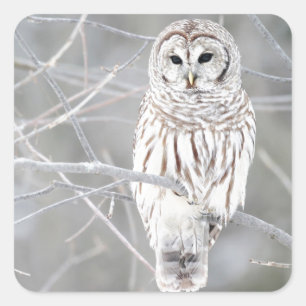美しく白い雪のフクロウのデザイン スクエアシール