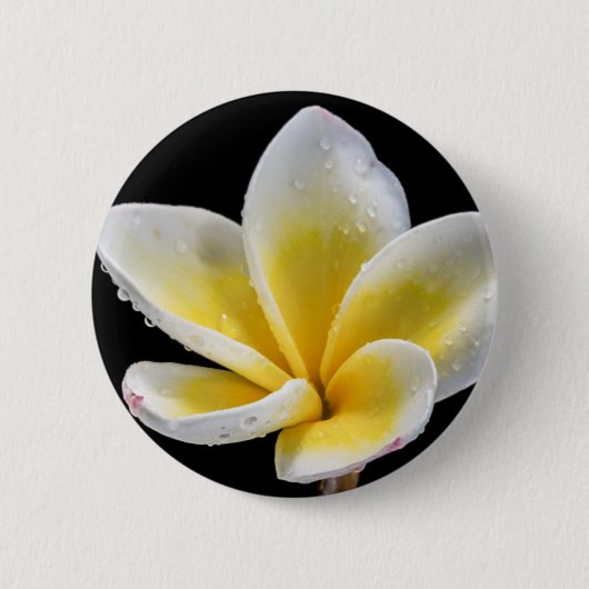 美しく白黄色いプルメリアの花 缶バッジ (正面)