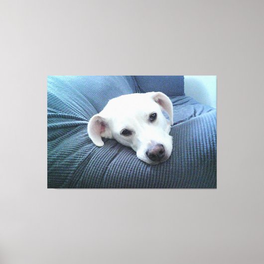 美しく穏やかな白い犬の顔の写真 キャンバスプリント (正面)