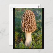 美しく美味しいモレルのキノコ ポストカード (正面/裏面)