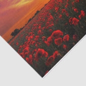 美しく赤いケシの花分野の日没 薄葉紙 (詳細)
