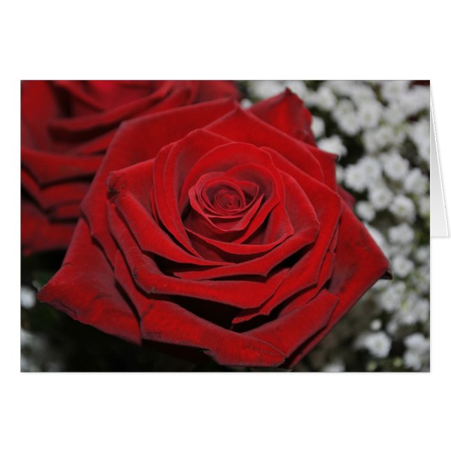 美しく赤いバラ (正面横)