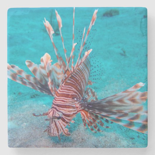 美しく赤いライオンの魚 ストーンコースター (正面)
