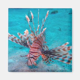美しく赤いライオンの魚 マグネット
