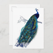 美しく青い孔雀の自然の鳥の尾羽 案内ポストカード (正面/裏面)