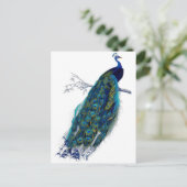 美しく青い孔雀の自然の鳥の尾羽 案内ポストカード (スタンド正面)