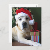 美しく黄色いラブラドールサンタ シーズンポストカード (正面/裏面)