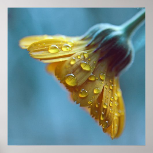 美しエレガントい黄色のマリゴールドの花 ポスター (正面)