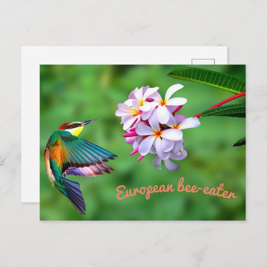 美しカラフルい鳥の花 ポストカード (正面/裏面)