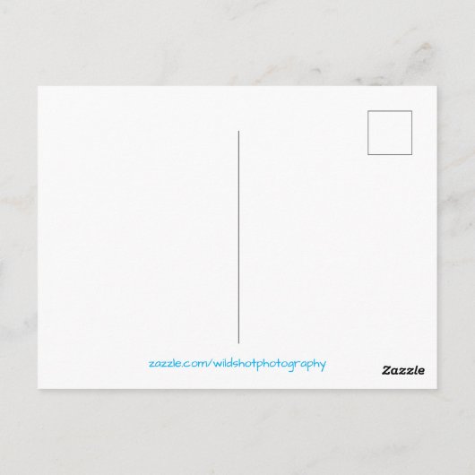 美しカラフルい鳥の花 ポストカード (裏面)