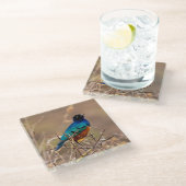 美しカラフルい鳥の茂み ガラスコースター (アングル)