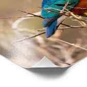 美しカラフルい鳥の茂み フォトプリント            (角)