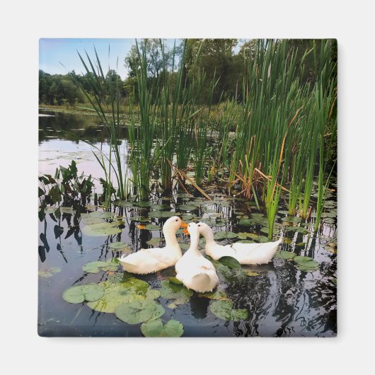 美しクラシックい湖に白いアヒル マグネット (正面)