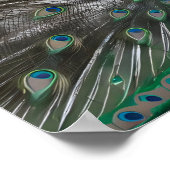 美し威厳のあるい孔雀の写真 ポスター (角)