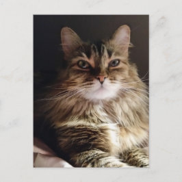 美し威厳のあるい猫 ポストカード