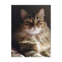 美し威厳のあるい猫