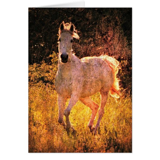 美ウマ科のしい (正面)