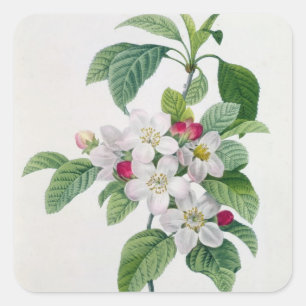 「美女とLes Choix desからのAppleの花、 スクエアシール