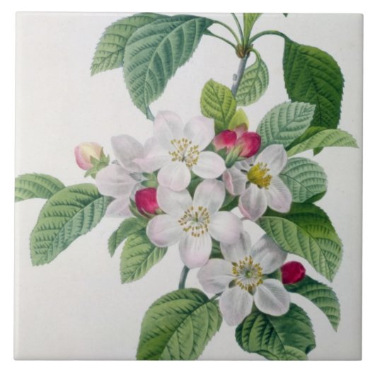 「美女とLes Choix desからのAppleの花、 タイル (正面)