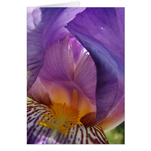 美女の偏差 (正面)