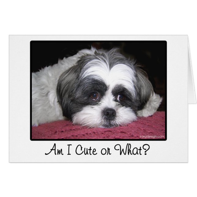 美女シーズー（犬）のTzu犬 (正面横)