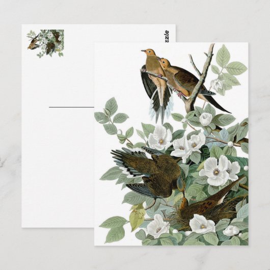 美鳥はがき28 ポストカード (正面/裏面)