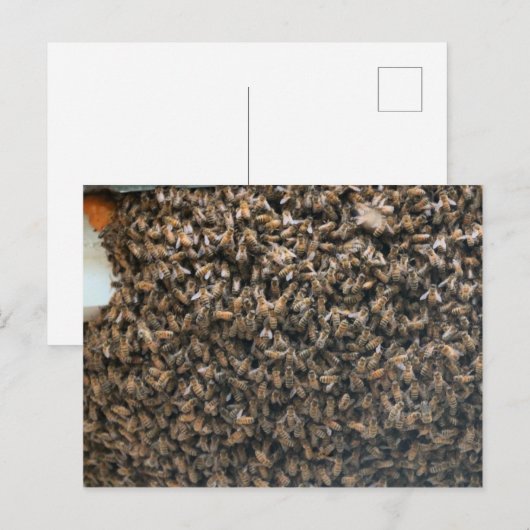 群がる ポストカード (正面/裏面)