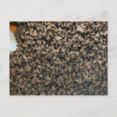 群がる ポストカード (正面)