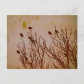 群がる ポストカード (正面)