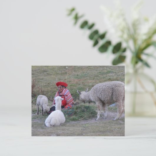 群れを持つ高地人 ポストカード (スタンド正面)