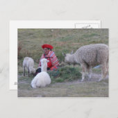 群れを持つ高地人 ポストカード (正面/裏面)