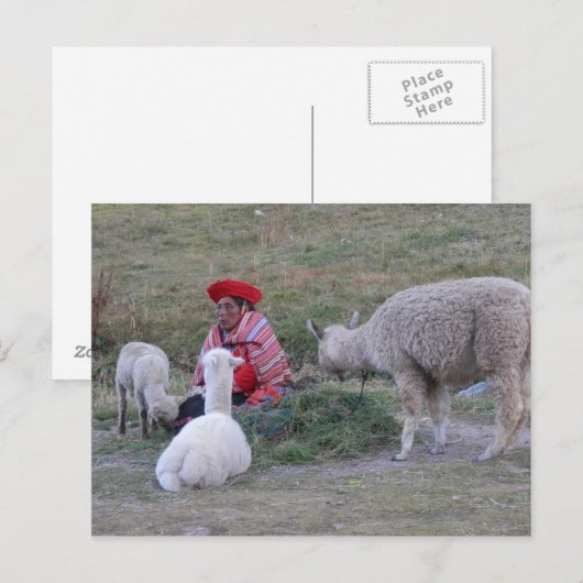群れを持つ高地人 ポストカード (正面/裏面)
