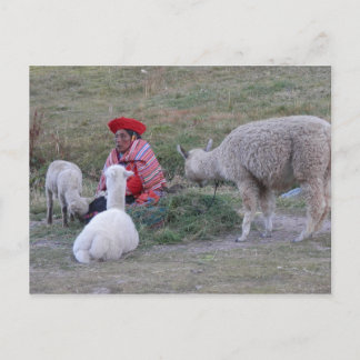 群れを持つ高地人 ポストカード