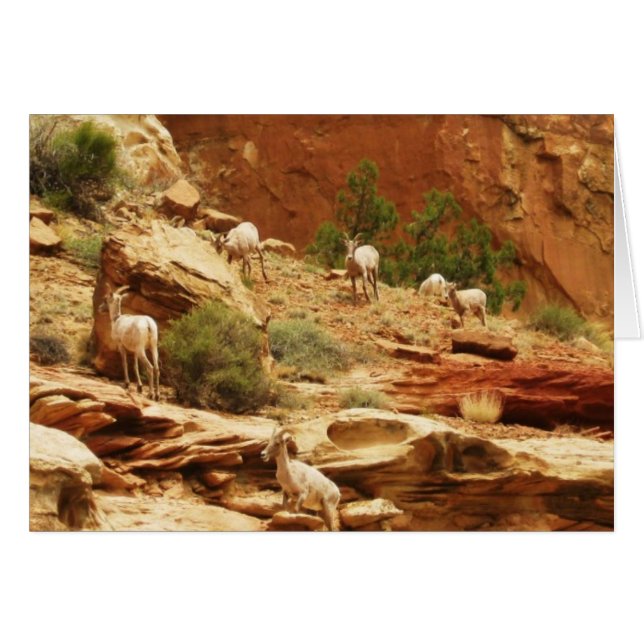 群れ… (正面横)