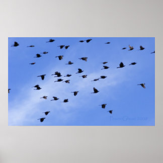 群れ1 ポスター