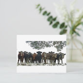 群れ ポストカード (スタンド正面)