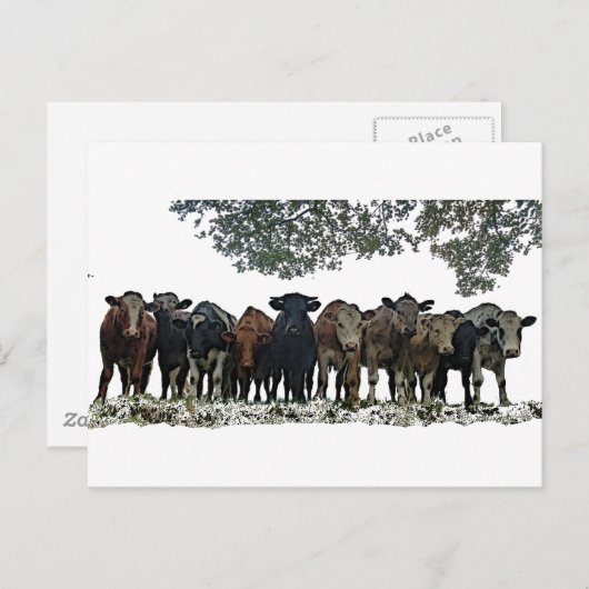 群れ ポストカード (正面/裏面)