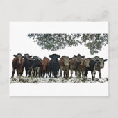 群れ ポストカード (正面)