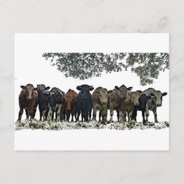 群れ ポストカード