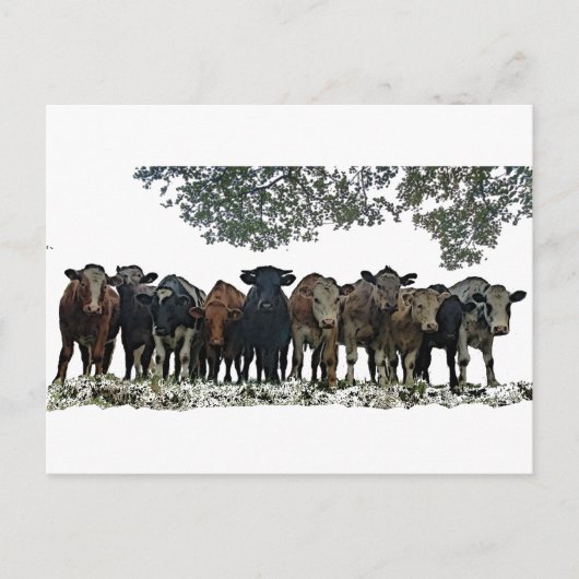 群れ ポストカード (正面)